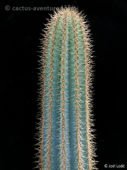 Pilosocereus glaucescens P1020559